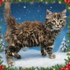 Elfie: Not at the Shelter (Faith)