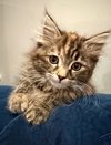 Elfie: Not at the Shelter (Faith)