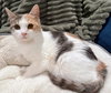 Miriam: Not at Shelter (Faith)