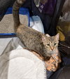 Mary-Not at Shelter (Faith) Available 2/28