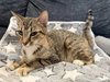 Mary-Not at Shelter (Faith) Available 2/28