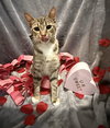 Mary-Not at Shelter (Faith) Available 2/28