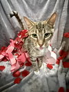 Mary-Not at Shelter (Faith) Available 2/28