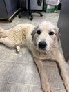 Branch - At shelter available 12/28