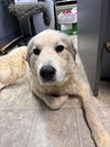 Branch - At shelter available 12/28