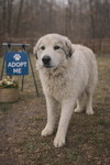 Branch: At shelter