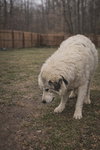 Branch - At shelter available 12/28