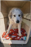 Branch: At shelter