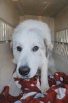 Branch: At shelter