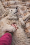 Branch: At shelter