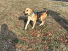 Leland - At shelter