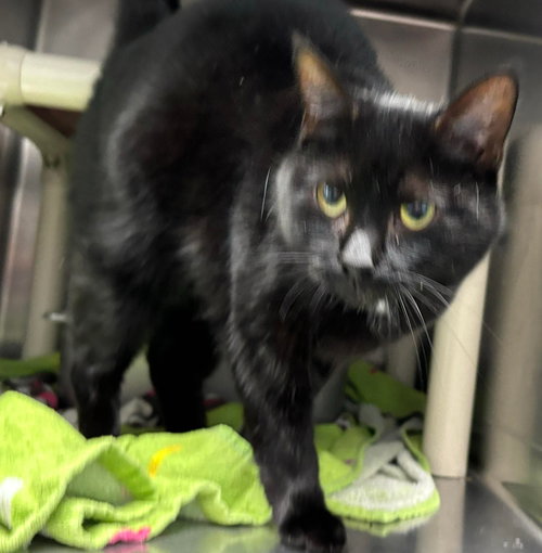 Spot - At shelter