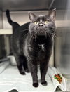 Spot: Not at shelter (Kelly) - Photo 4