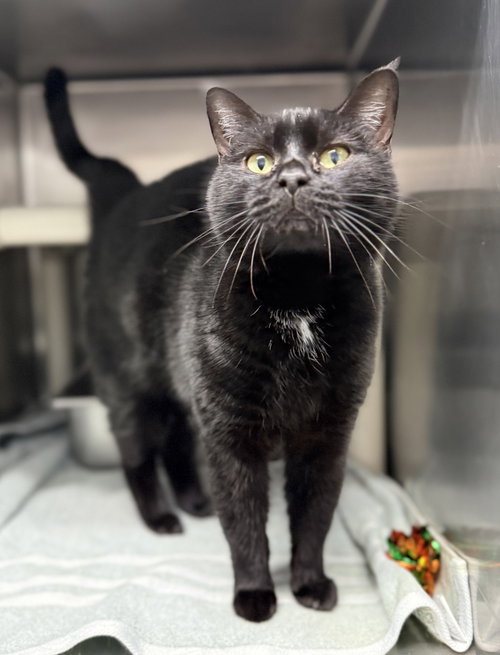 Spot - At shelter
