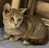Cookie: Not at shelter (Crystal) - Photo 2