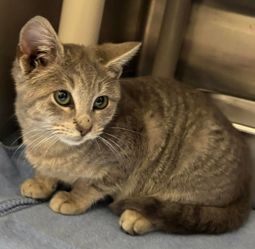 Cookie - At shelter