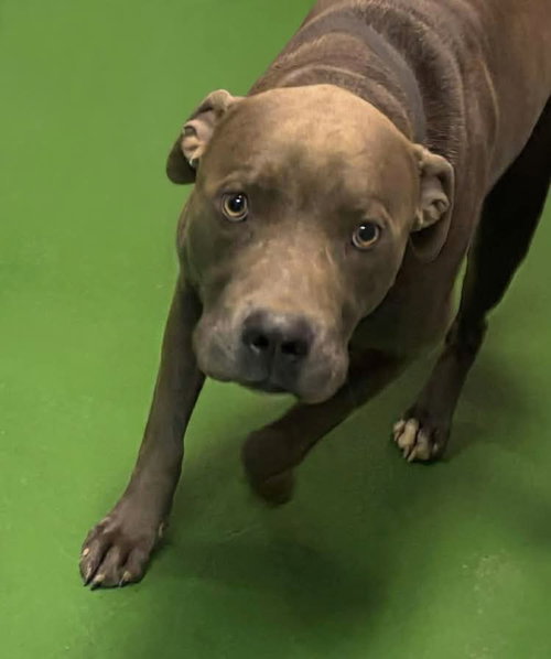 Blue - At shelter