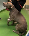 Blue - At shelter