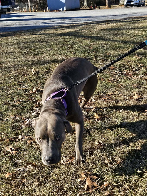 Blue - At shelter
