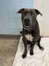 Blue: Not at Shelter (Jennifer)