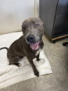 Blue: Not at Shelter (Jennifer)