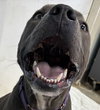 Blue: Not at Shelter (Jennifer)