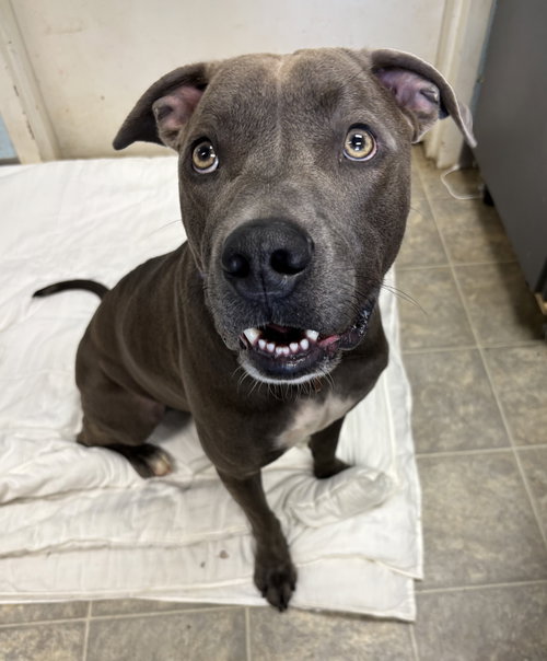 Blue: Not at Shelter (Jennifer)