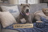 Blue: Not at Shelter (Jennifer)