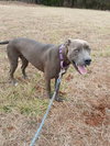 Blue: Not at Shelter (Jennifer)