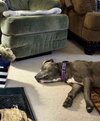 Blue: Not at Shelter (Jennifer)