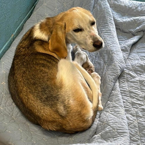 Shelley - Not at shelter  available 12/30