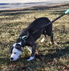 Shadow - At shelter