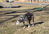Shadow - At shelter