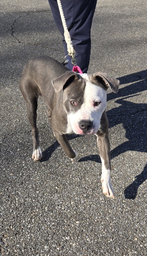 Shadow - Not at shelter (Tiffany)