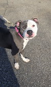 Shadow - Not at shelter (Tiffany)
