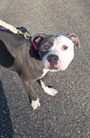 Shadow - Not at shelter (Tiffany)