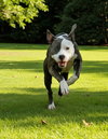 Shadow - Not at shelter (Tiffany)