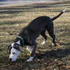 Shadow - Not at shelter (Tiffany)