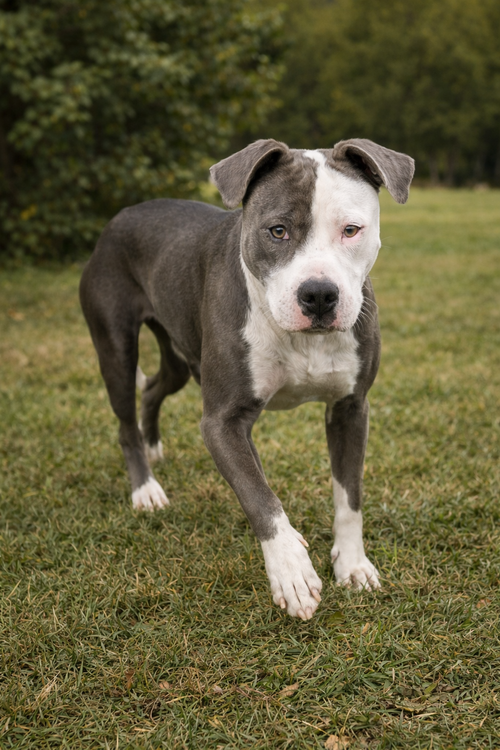 Shadow - Not at shelter (Tiffany)