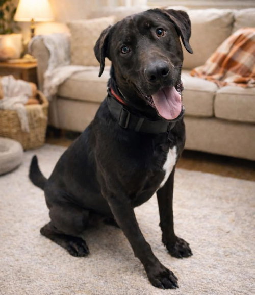 Bear - Not at shelter