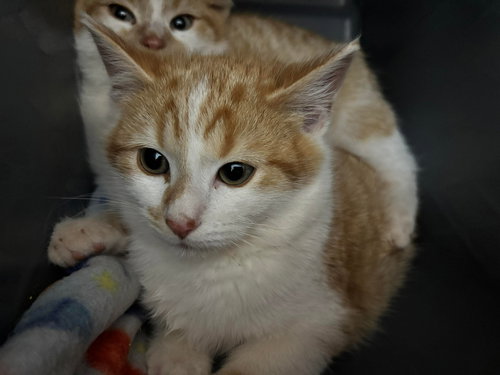 Clay - At shelter