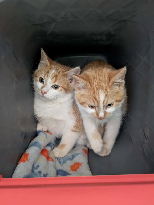 Cosmo - At shelter