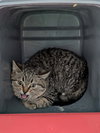 Brooke - At shelter