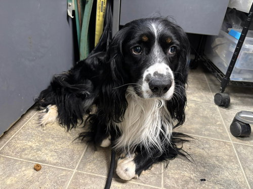 Floppy - At shelter
