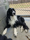 Floppy - At shelter