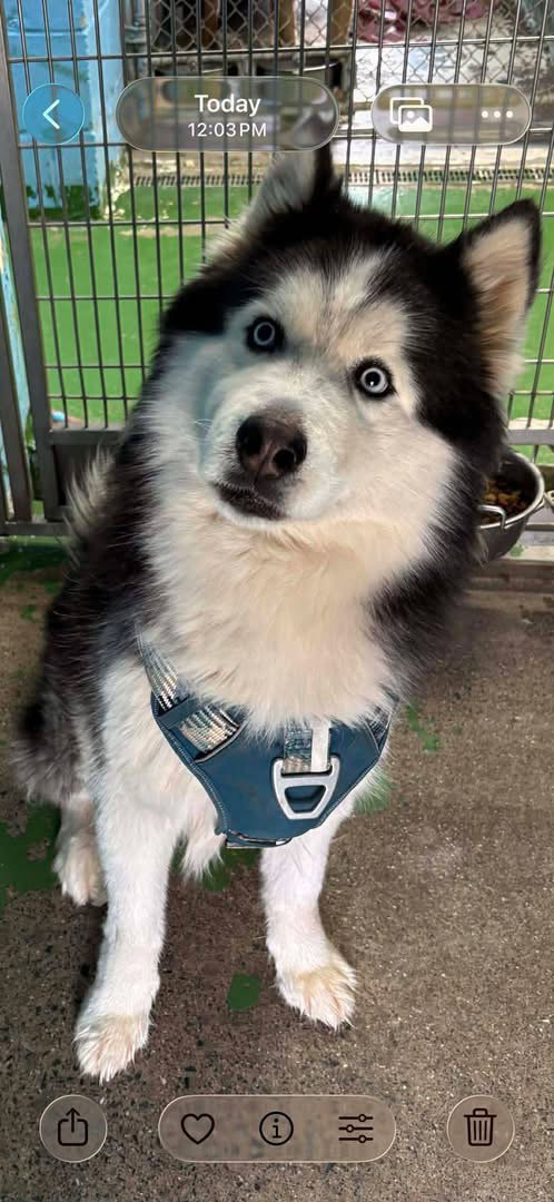 Mush - At shelter available 1/12