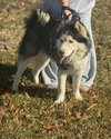 Mush - At shelter available 1/12