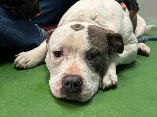 Dave - At shelter