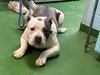 Dave - At shelter