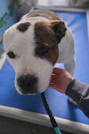 Dave - At shelter